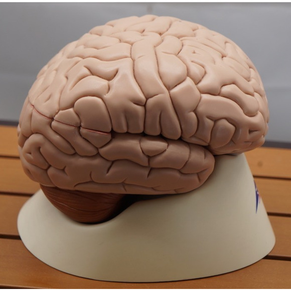 Vintage 3B Scientific GmbH Brain Model Eight Part German Made 2005 Study Decor - Picture 4 of 7
